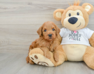 8 week old Mini Goldendoodle Puppy For Sale - Windy City Pups