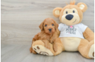 Petite Mini Goldendoodle Poodle Mix Pup