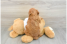 Energetic Golden Doodle Poodle Mix Puppy
