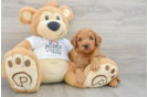 Mini Goldendoodle Puppy for Adoption