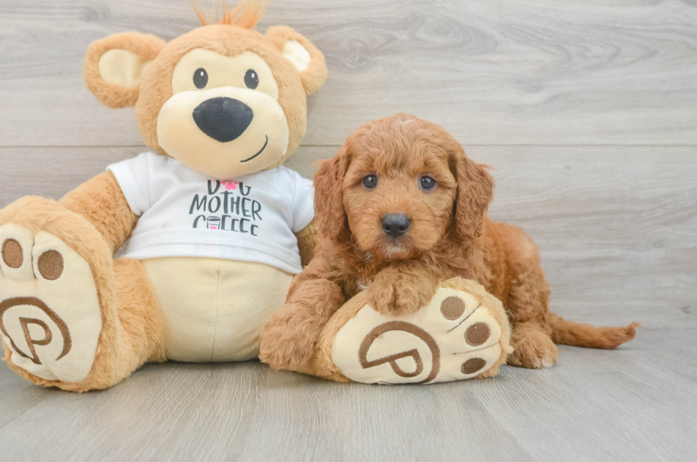 6 week old Mini Goldendoodle Puppy For Sale - Windy City Pups