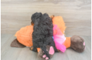 Fluffy Mini Goldendoodle Poodle Mix Pup