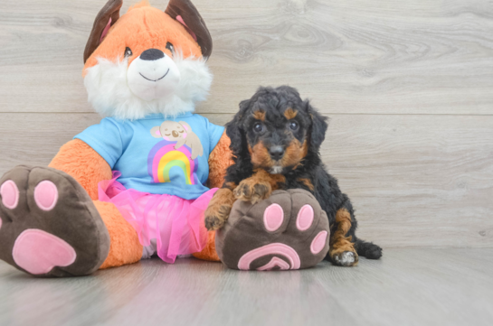 Mini Goldendoodle Pup Being Cute