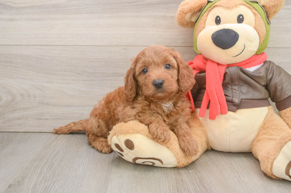 6 week old Mini Goldendoodle Puppy For Sale - Windy City Pups