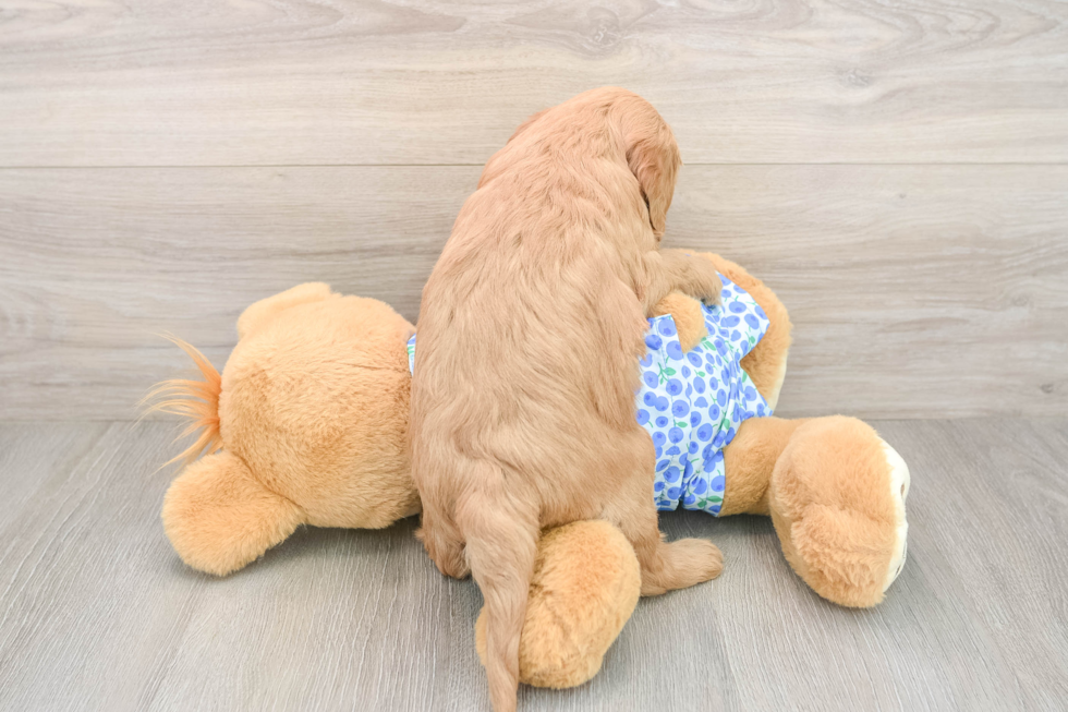 Funny Mini Goldendoodle Poodle Mix Pup