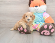 7 week old Mini Goldendoodle Puppy For Sale - Windy City Pups