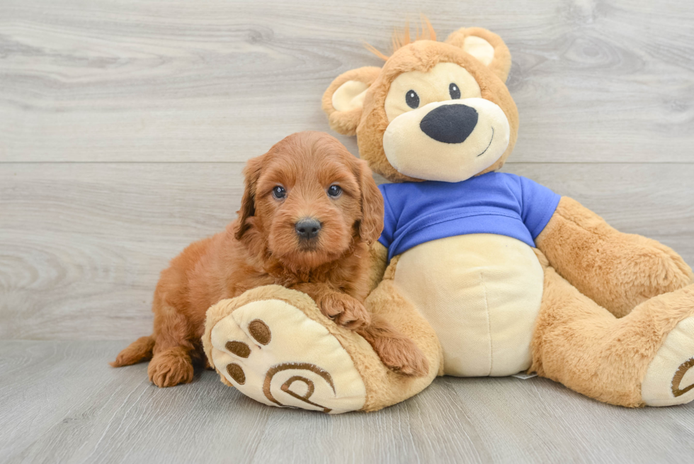 Popular Mini Goldendoodle Poodle Mix Pup
