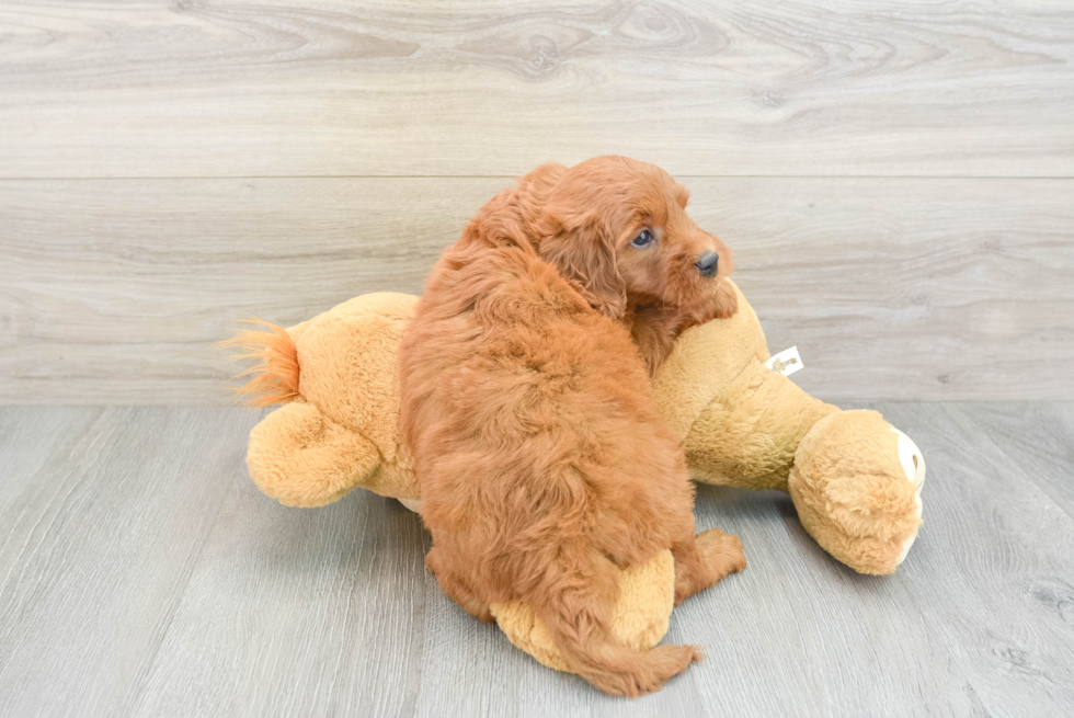 Mini Goldendoodle Puppy for Adoption