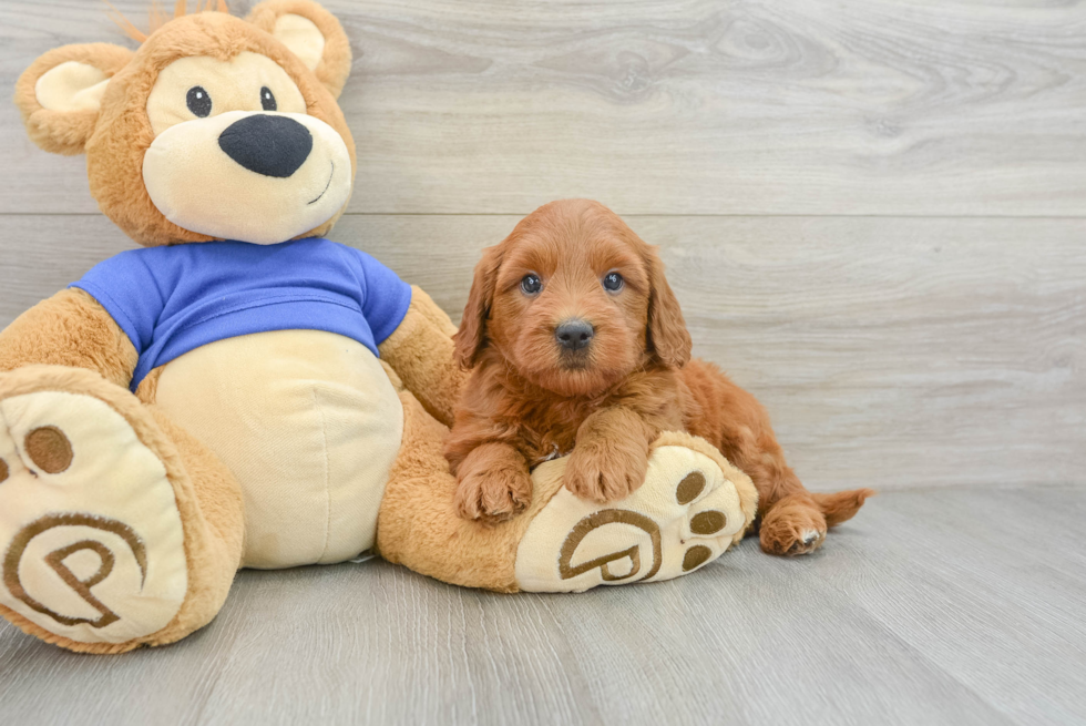 Small Mini Goldendoodle Baby