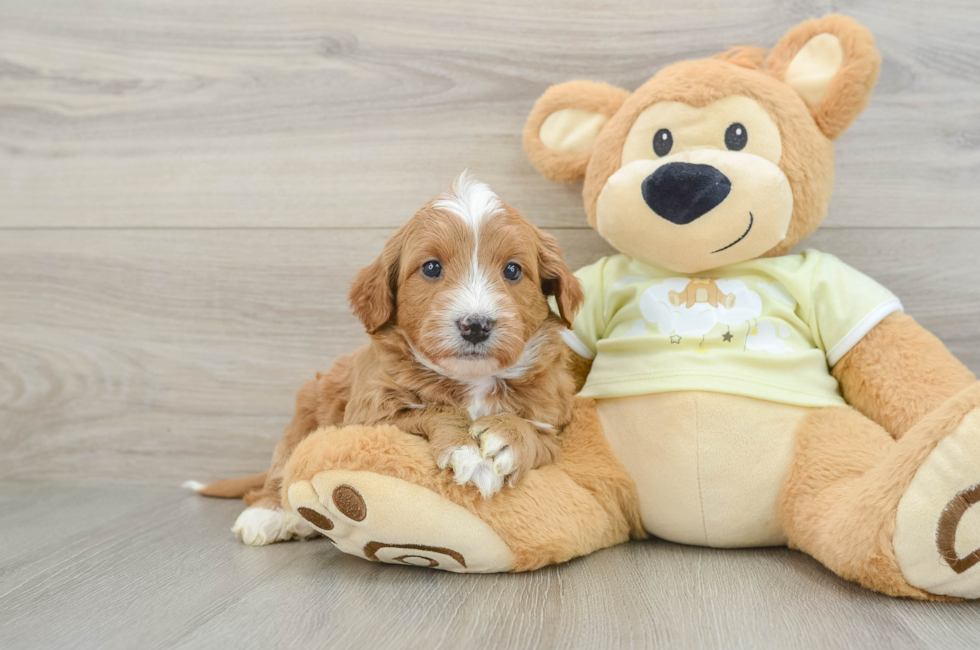 6 week old Mini Goldendoodle Puppy For Sale - Windy City Pups