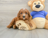 7 week old Mini Goldendoodle Puppy For Sale - Windy City Pups