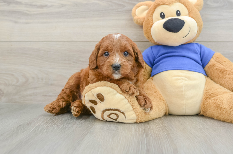 6 week old Mini Goldendoodle Puppy For Sale - Windy City Pups