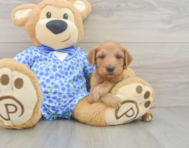 9 week old Mini Goldendoodle Puppy For Sale - Windy City Pups