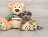 6 week old Mini Goldendoodle Puppy For Sale - Windy City Pups