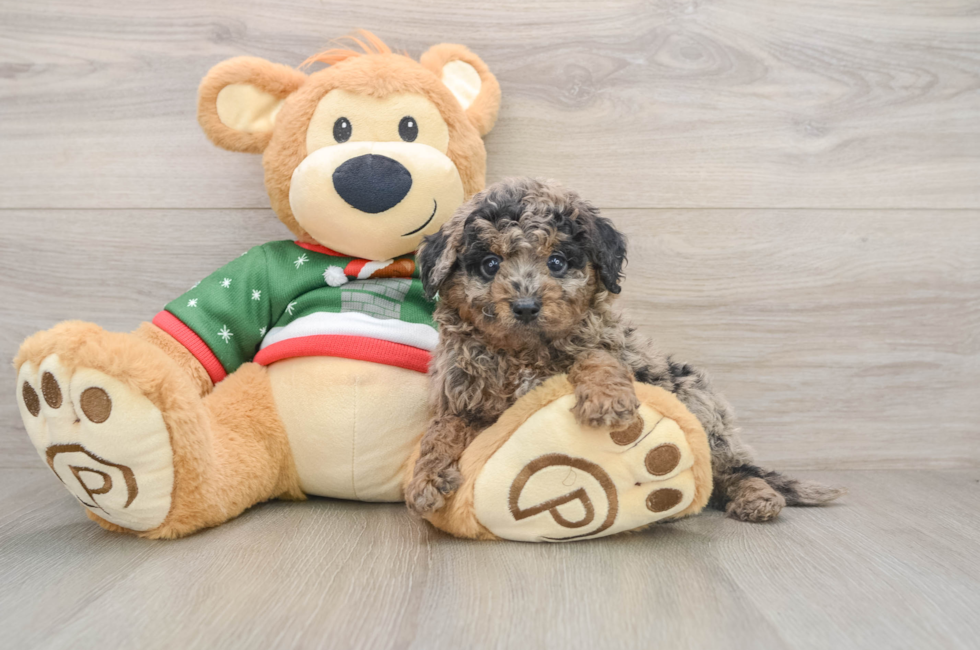 6 week old Mini Goldendoodle Puppy For Sale - Windy City Pups