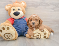 7 week old Mini Goldendoodle Puppy For Sale - Windy City Pups