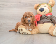 8 week old Mini Goldendoodle Puppy For Sale - Windy City Pups