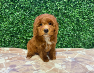 9 week old Mini Goldendoodle Puppy For Sale - Windy City Pups