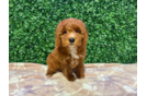 Cute Golden Retriever Poodle Mix Poodle Mix Puppy