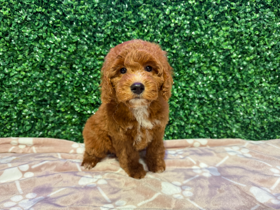 Cute Golden Retriever Poodle Mix Poodle Mix Puppy