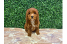 Cute Golden Retriever Poodle Mix Poodle Mix Puppy