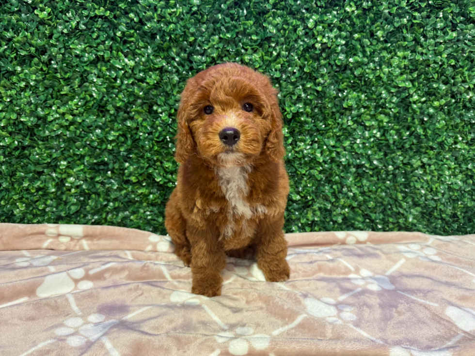 Cute Golden Retriever Poodle Mix Poodle Mix Puppy