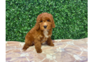 Mini Goldendoodle Puppy for Adoption