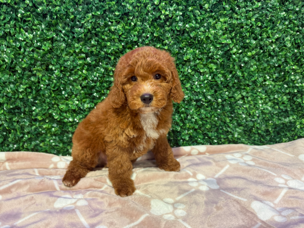 Mini Goldendoodle Puppy for Adoption