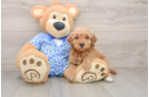 Best Mini Goldendoodle Baby