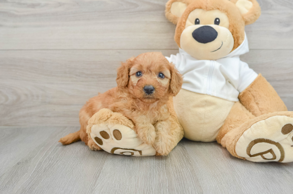 5 week old Mini Goldendoodle Puppy For Sale - Windy City Pups