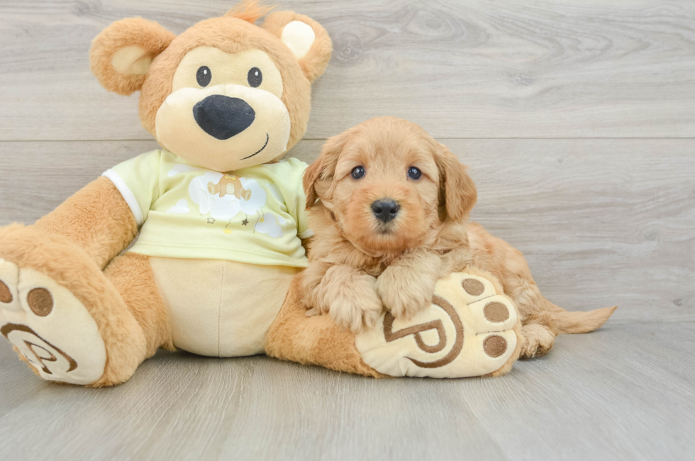 6 week old Mini Goldendoodle Puppy For Sale - Windy City Pups
