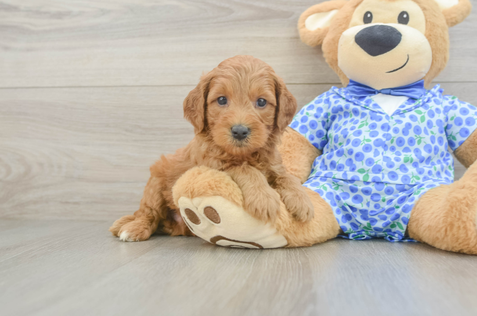 5 week old Mini Goldendoodle Puppy For Sale - Windy City Pups