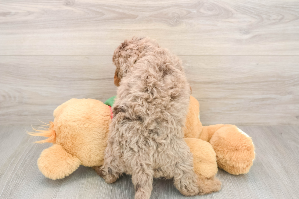 Mini Goldendoodle Puppy for Adoption