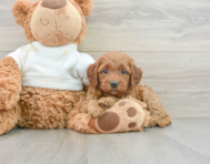 7 week old Mini Goldendoodle Puppy For Sale - Windy City Pups