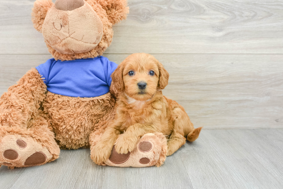 Little Mini Goldenpoo Poodle Mix Puppy