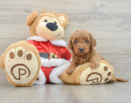 6 week old Mini Goldendoodle Puppy For Sale - Windy City Pups