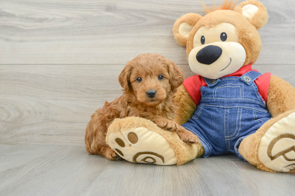 6 week old Mini Goldendoodle Puppy For Sale - Windy City Pups