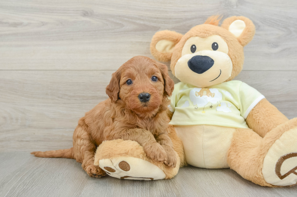 6 week old Mini Goldendoodle Puppy For Sale - Windy City Pups