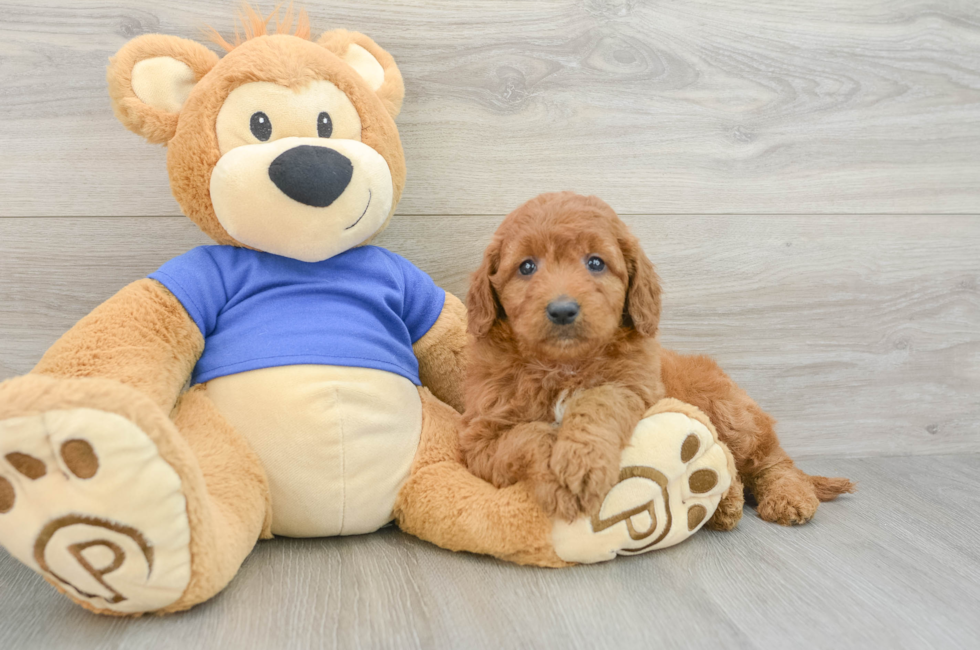 6 week old Mini Goldendoodle Puppy For Sale - Windy City Pups