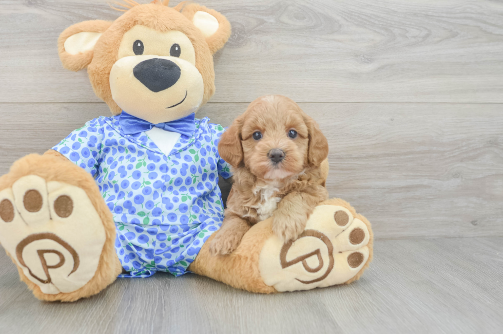 5 week old Mini Goldendoodle Puppy For Sale - Windy City Pups