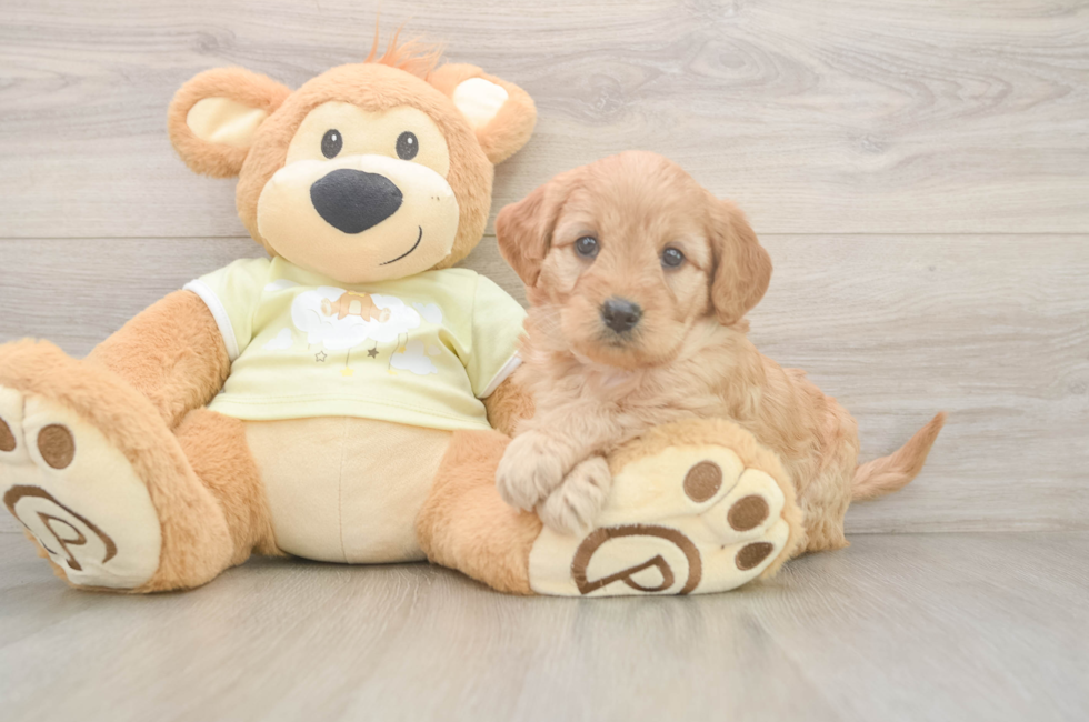 6 week old Mini Goldendoodle Puppy For Sale - Windy City Pups