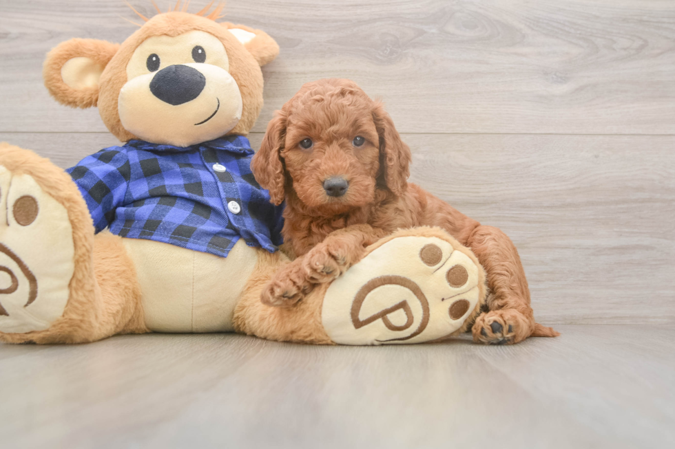 Mini Goldendoodle Pup Being Cute