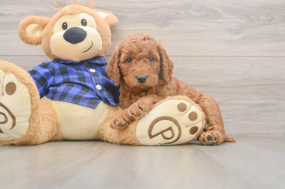 5 week old Mini Goldendoodle Puppy For Sale - Windy City Pups