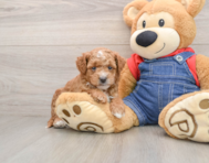 7 week old Mini Goldendoodle Puppy For Sale - Windy City Pups