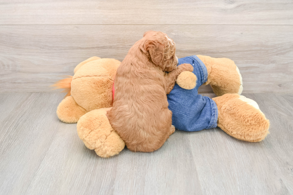Mini Goldendoodle Pup Being Cute