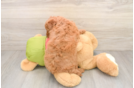 Mini Goldendoodle Puppy for Adoption