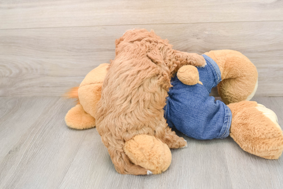 Mini Goldendoodle Puppy for Adoption