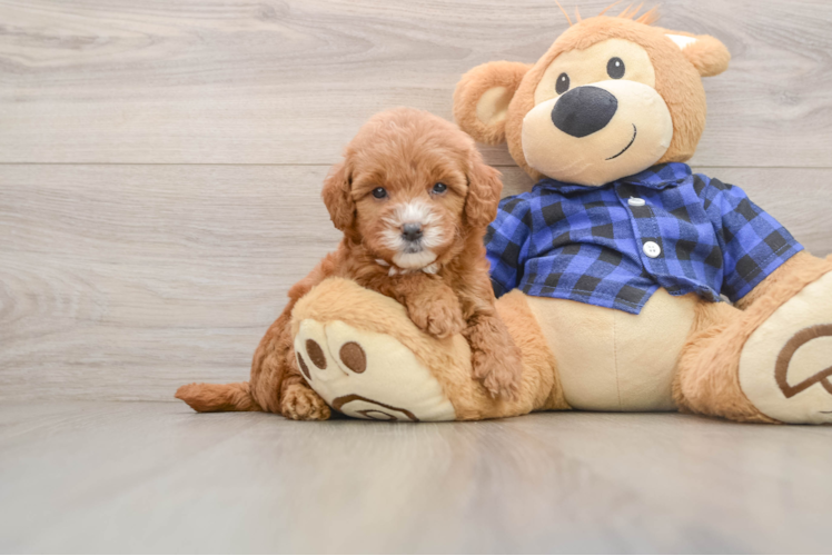 Best Mini Goldendoodle Baby