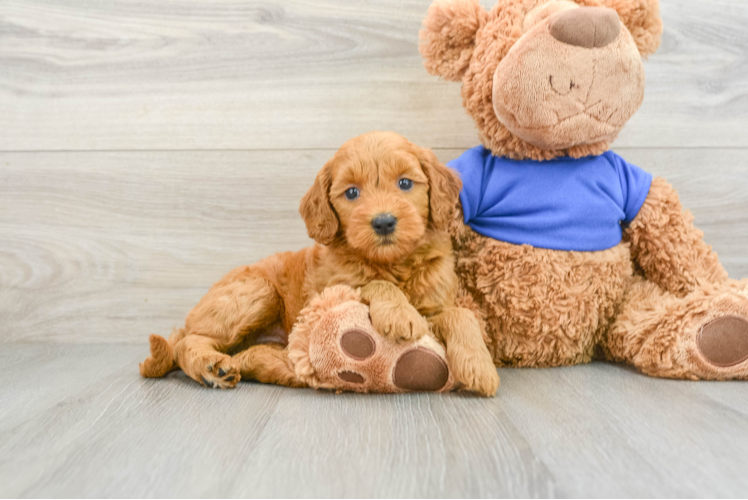 Adorable Golden Retriever Poodle Mix Poodle Mix Puppy