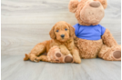 Adorable Golden Retriever Poodle Mix Poodle Mix Puppy